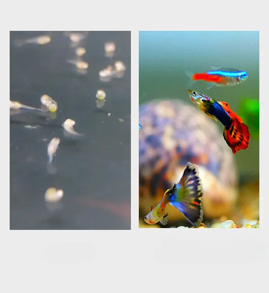 Shelling Shrimp Eggs Have Hatched. Peacock Fish Special Food, Tropical Fish, Juvenile Open Feed