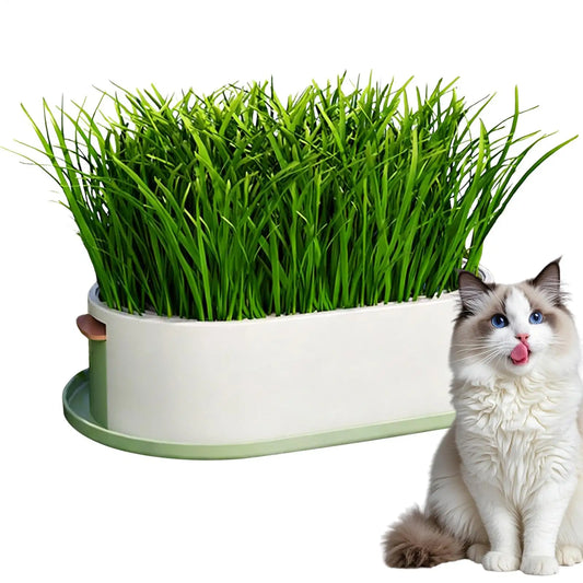 Cat grass growing box. Hydroponic Soilless Cat Grass Planting Set.