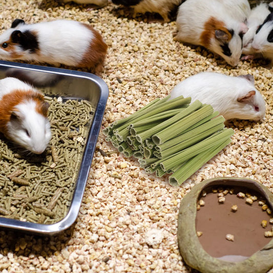 1 Set Papaya Stem Chew Sticks. 100g Natural Treats for Rabbit, Hamsters, Chinchillas, Guinea Pigs & Small Animals. Dental Snack.