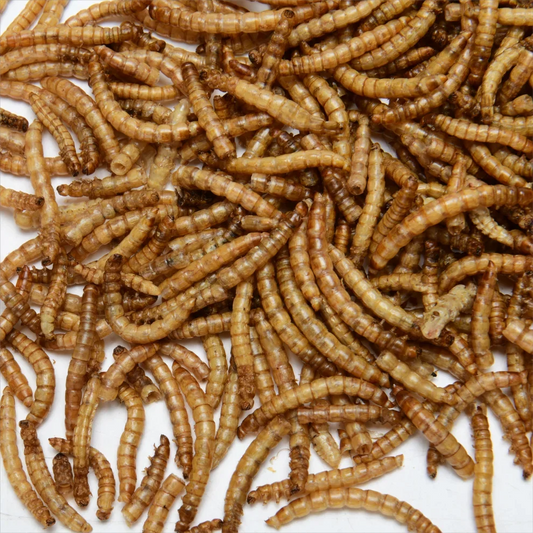 Fish Food Dried Mealworms. 100%Pure Natural Bulk. Wholesale Birds/ Fish. Small Pet Food