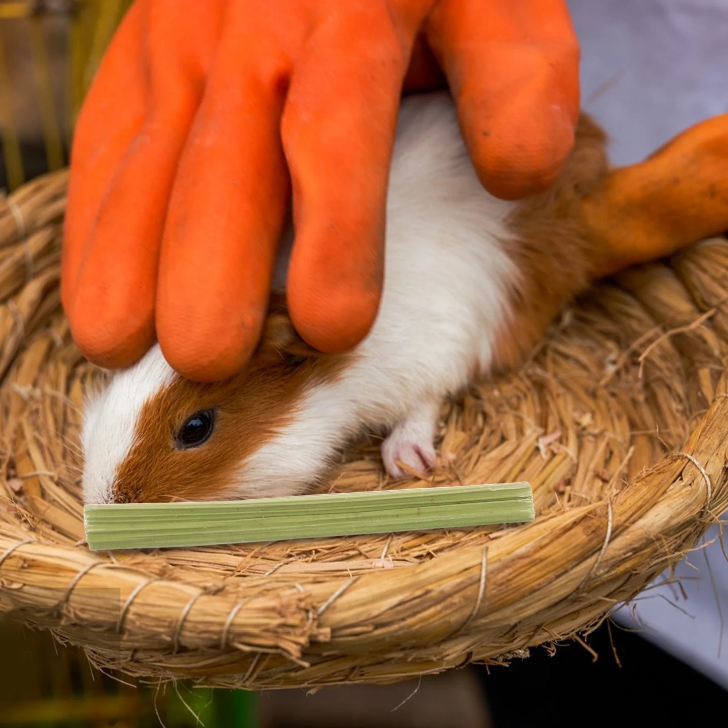1 Set Papaya Stem Chew Sticks. 100g Natural Treats for Rabbit, Hamsters, Chinchillas, Guinea Pigs & Small Animals. Dental Snack.