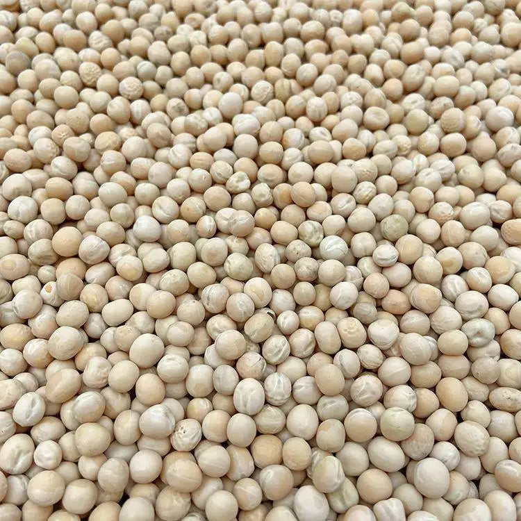 Premium Pet Parrot Bird Seed & Pigeon Food. Selective Wild Bird Supplies.