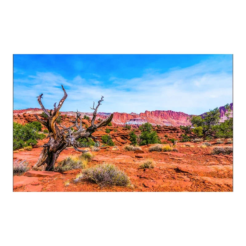 Decoration  Aquarium Background Poster Desert Landscape. Self Adhesive Fish Tank Backing
