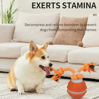 Pet Ball for Dogs. Interactive Toys. Motion Activate Rolling Ball for Puppy/Small Dogs. Automatic Moving Toy. USB Rechargeable Toy