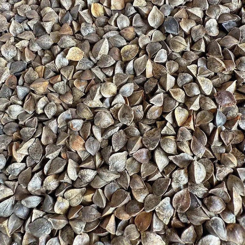 Premium Pet Parrot Bird Seed & Pigeon Food. Selective Wild Bird Supplies.
