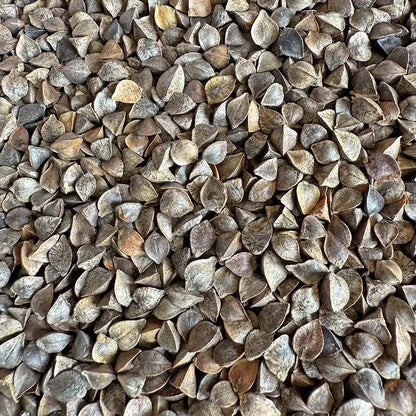 Premium Pet Parrot Bird Seed & Pigeon Food. Selective Wild Bird Supplies.