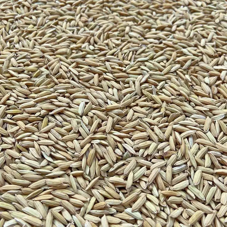 Premium Pet Parrot Bird Seed & Pigeon Food. Selective Wild Bird Supplies.