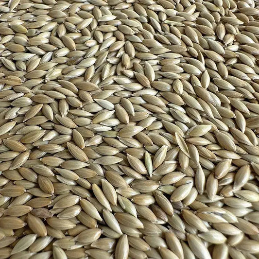 Premium Pet Parrot Bird Seed & Pigeon Food. Selective Wild Bird Supplies.