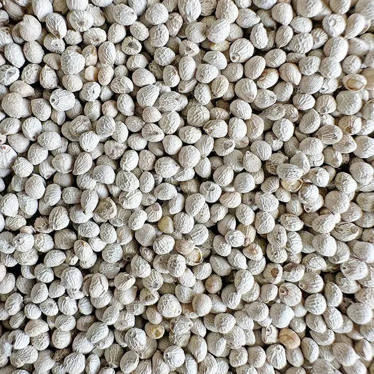 Premium Pet Parrot Bird Seed & Pigeon Food. Selective Wild Bird Supplies.