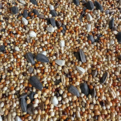 Premium Pet Parrot Bird Seed & Pigeon Food. Selective Wild Bird Supplies.