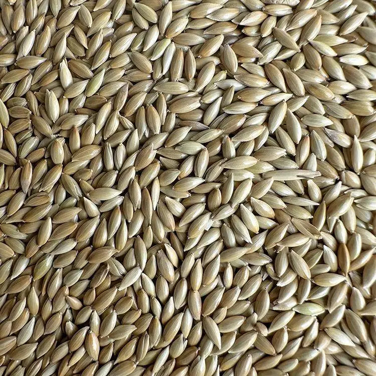Premium Pet Parrot Bird Seed & Pigeon Food. Selective Wild Bird Supplies.