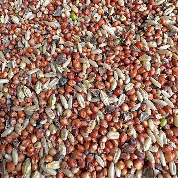 Premium Pet Parrot Bird Seed & Pigeon Food. Selective Wild Bird Supplies.