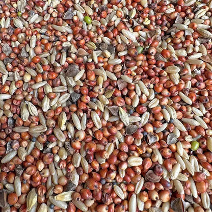 Premium Pet Parrot Bird Seed & Pigeon Food. Selective Wild Bird Supplies.