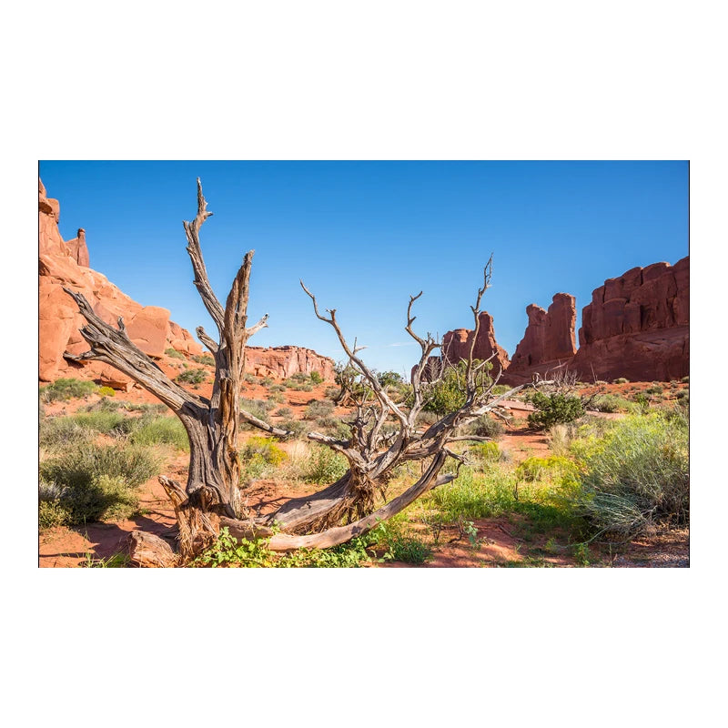 Decoration  Aquarium Background Poster Desert Landscape. Self Adhesive Fish Tank Backing