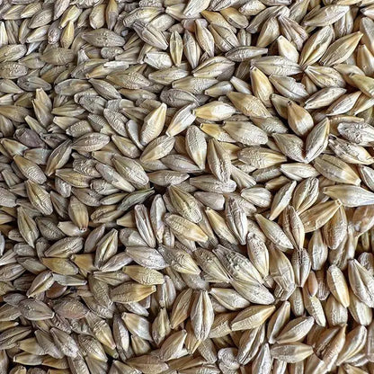 Premium Pet Parrot Bird Seed & Pigeon Food. Selective Wild Bird Supplies.