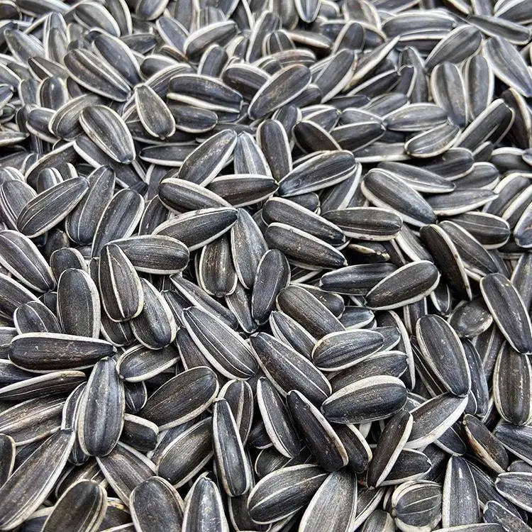 Premium Pet Parrot Bird Seed & Pigeon Food. Selective Wild Bird Supplies.