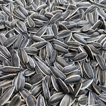 Premium Pet Parrot Bird Seed & Pigeon Food. Selective Wild Bird Supplies.