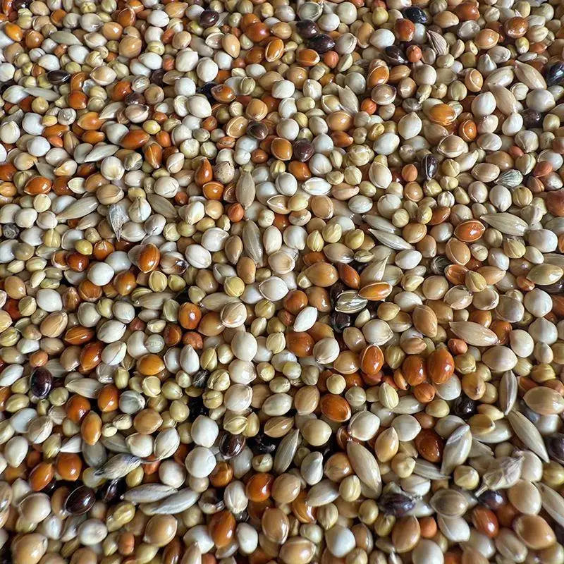 Premium Pet Parrot Bird Seed & Pigeon Food. Selective Wild Bird Supplies.