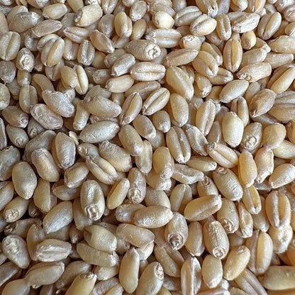 Premium Pet Parrot Bird Seed & Pigeon Food. Selective Wild Bird Supplies.