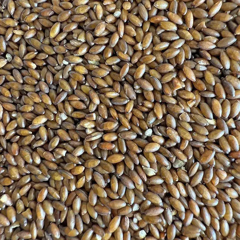 Premium Pet Parrot Bird Seed & Pigeon Food. Selective Wild Bird Supplies.