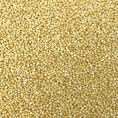 Premium Pet Parrot Bird Seed & Pigeon Food. Selective Wild Bird Supplies.
