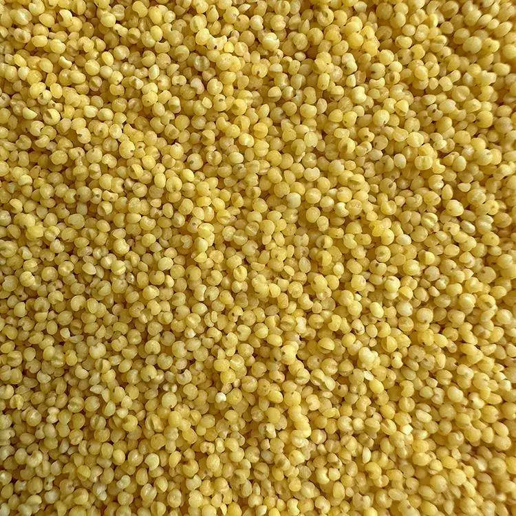 Premium Pet Parrot Bird Seed & Pigeon Food. Selective Wild Bird Supplies.