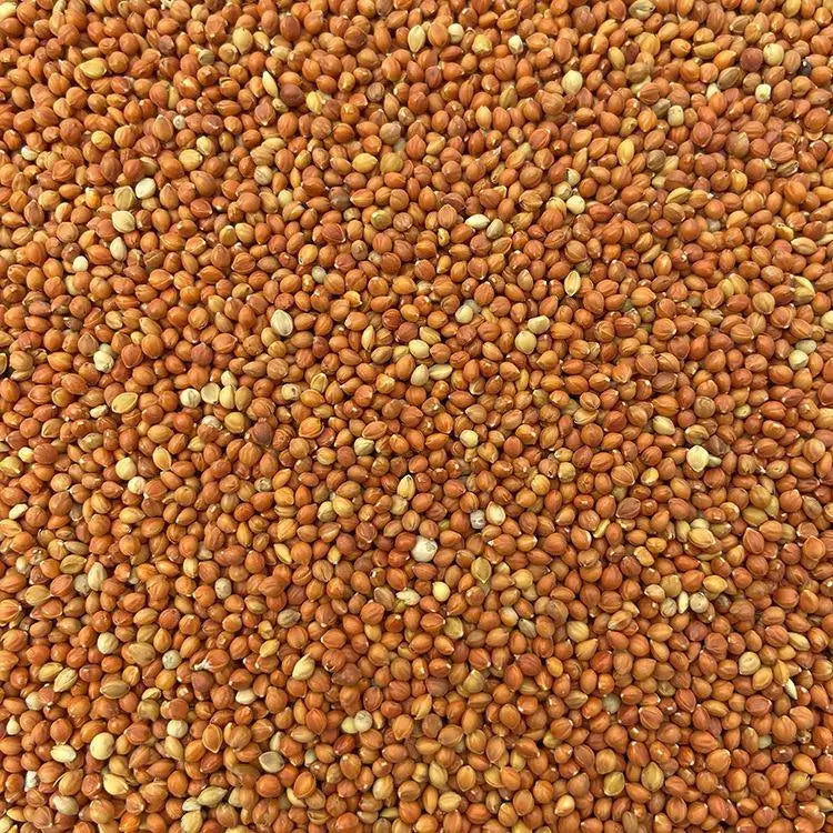 Premium Pet Parrot Bird Seed & Pigeon Food. Selective Wild Bird Supplies.