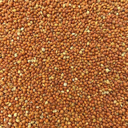 Premium Pet Parrot Bird Seed & Pigeon Food. Selective Wild Bird Supplies.