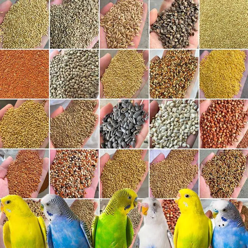 Premium Pet Parrot Bird Seed & Pigeon Food. Selective Wild Bird Supplies.