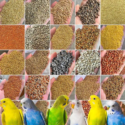 Premium Pet Parrot Bird Seed & Pigeon Food. Selective Wild Bird Supplies.