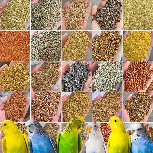 Premium Pet Parrot Bird Seed & Pigeon Food. Selective Wild Bird Supplies.