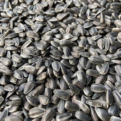 Premium Pet Parrot Bird Seed & Pigeon Food. Selective Wild Bird Supplies.