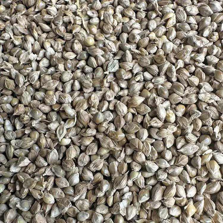 Premium Pet Parrot Bird Seed & Pigeon Food. Selective Wild Bird Supplies.