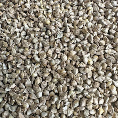 Premium Pet Parrot Bird Seed & Pigeon Food. Selective Wild Bird Supplies.