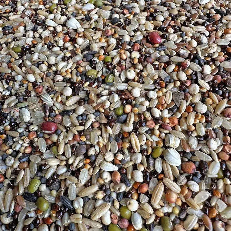 Premium Pet Parrot Bird Seed & Pigeon Food. Selective Wild Bird Supplies.