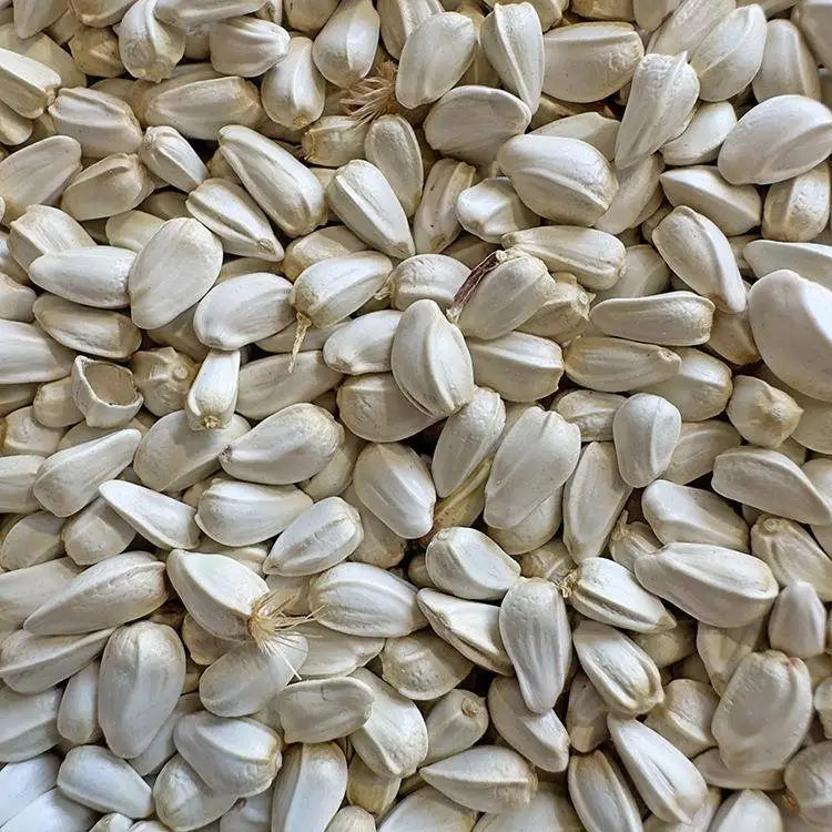 Premium Pet Parrot Bird Seed & Pigeon Food. Selective Wild Bird Supplies.