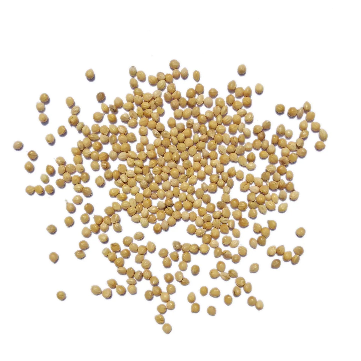 Premium Pet Parrot Bird Seed & Pigeon Food. Selective Wild Bird Supplies.