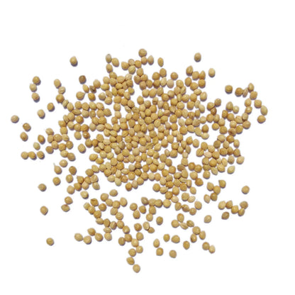 Premium Pet Parrot Bird Seed & Pigeon Food. Selective Wild Bird Supplies.