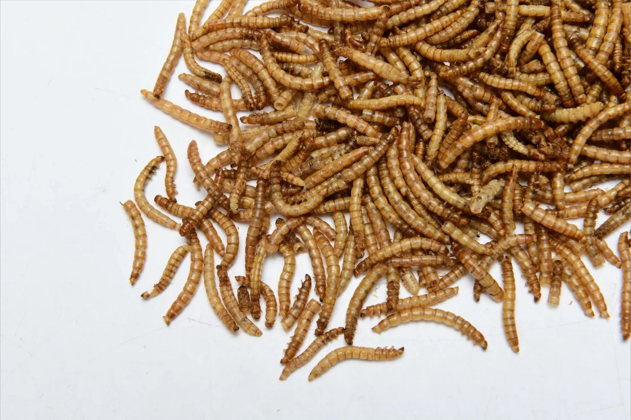 Fish Food Dried Mealworms. 100%Pure Natural Bulk. Wholesale Birds/ Fish. Small Pet Food