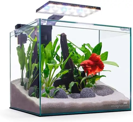 5-Gallon Frameless Glass Betta Aquarium Kit with LED Lights and Filter