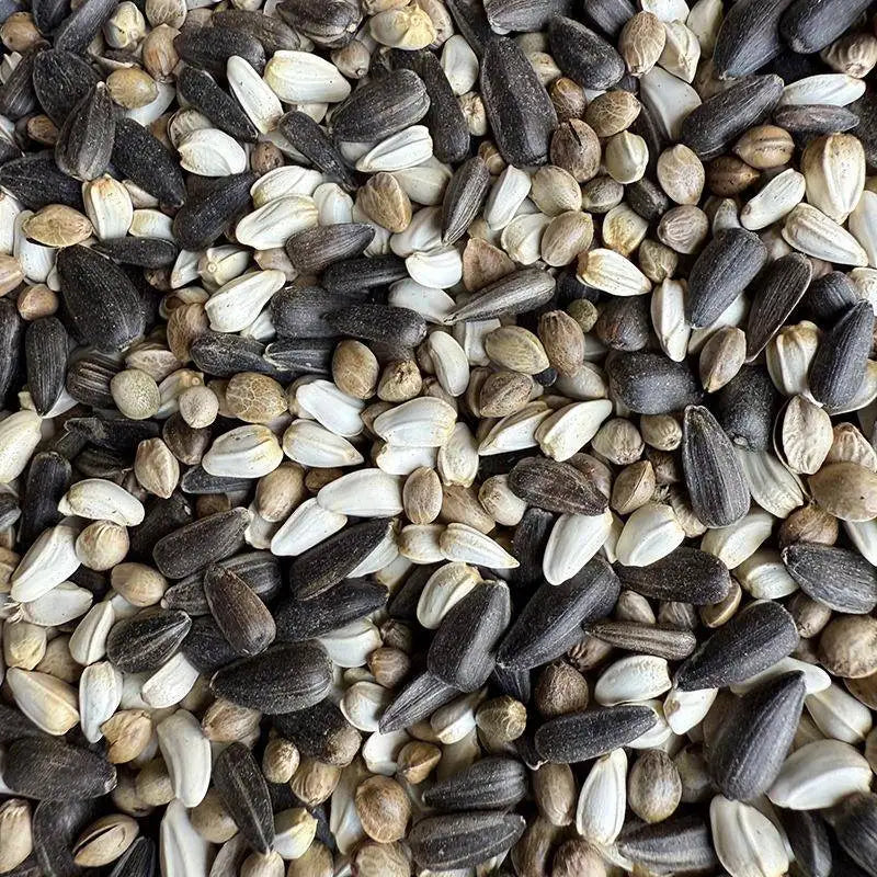 Premium Pet Parrot Bird Seed & Pigeon Food. Selective Wild Bird Supplies.