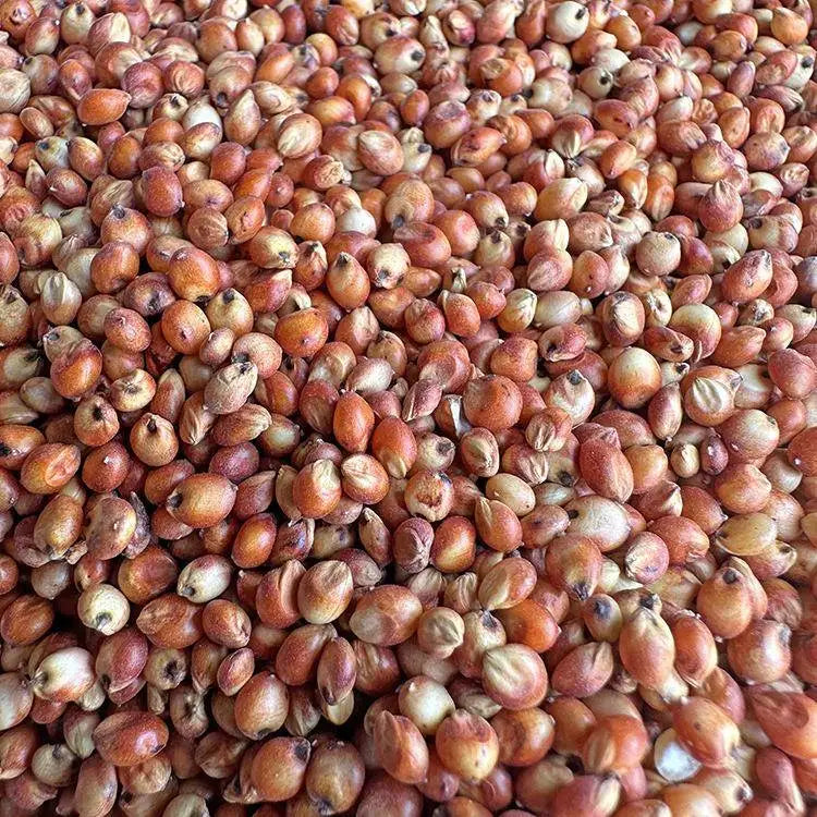 Premium Pet Parrot Bird Seed & Pigeon Food. Selective Wild Bird Supplies.