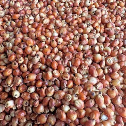 Premium Pet Parrot Bird Seed & Pigeon Food. Selective Wild Bird Supplies.