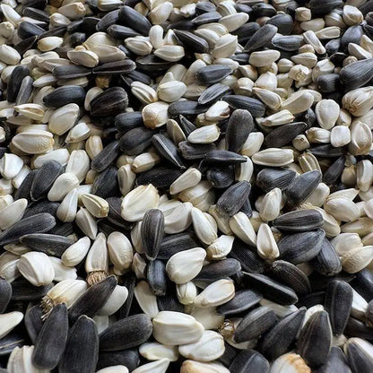 Premium Pet Parrot Bird Seed & Pigeon Food. Selective Wild Bird Supplies.