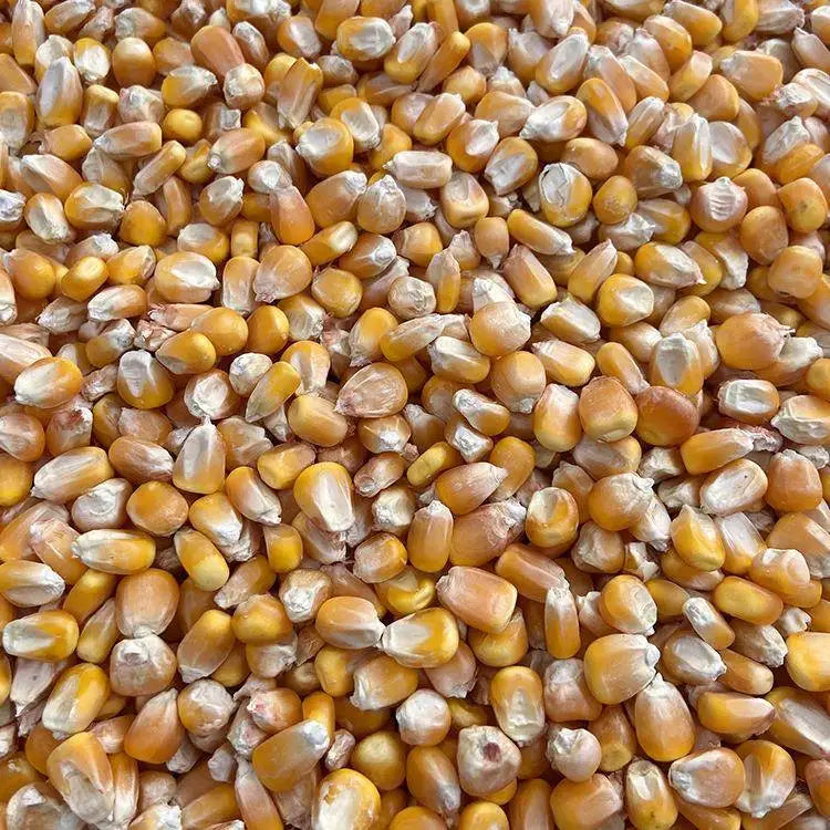 Premium Pet Parrot Bird Seed & Pigeon Food. Selective Wild Bird Supplies.