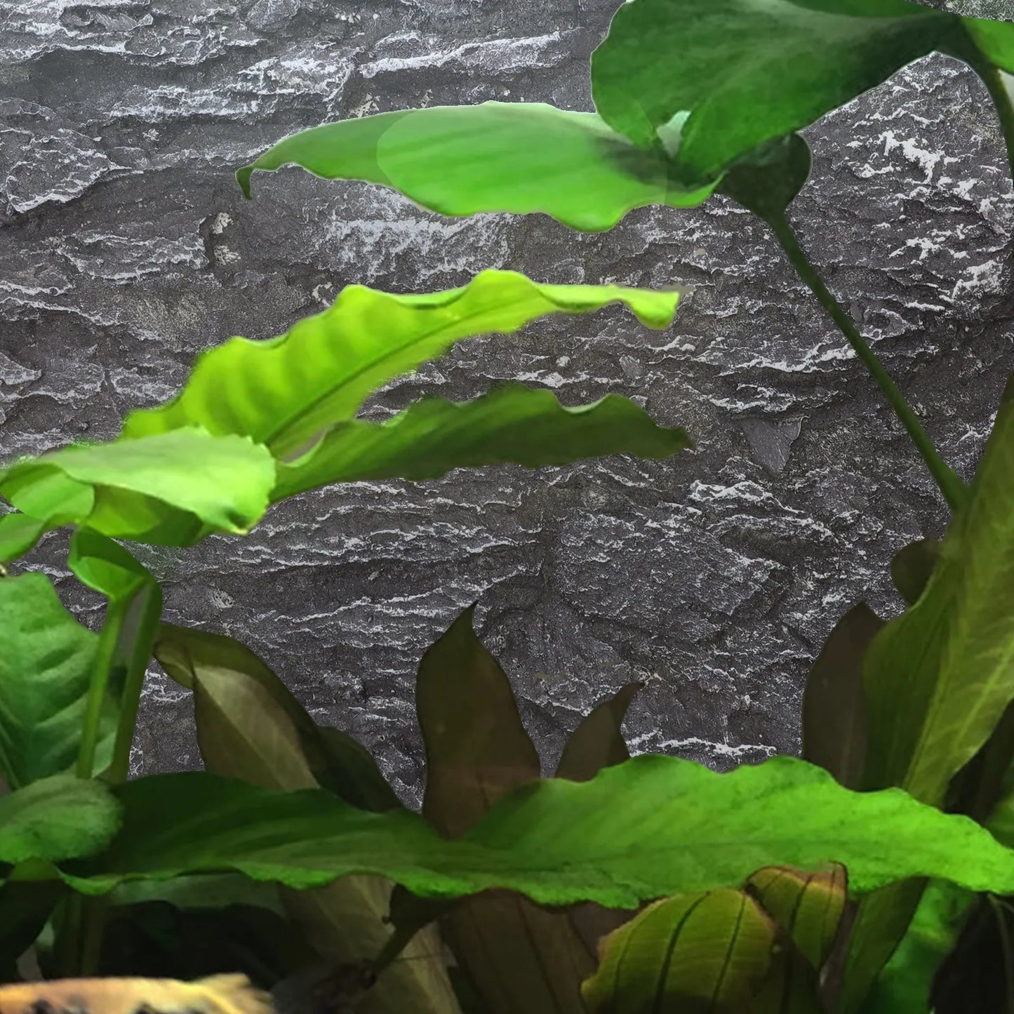 3D Aquarium/Terrarium Background Board. Fish Tank Decor. Reptile Enclosure Background. Snake Tank Decoration. Cork Landscape Wall