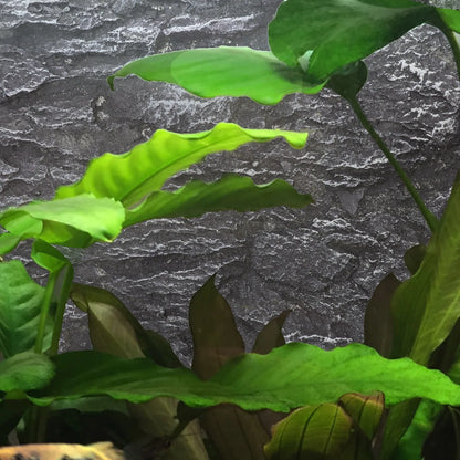 3D Aquarium/Terrarium Background Board. Fish Tank Decor. Reptile Enclosure Background. Snake Tank Decoration. Cork Landscape Wall